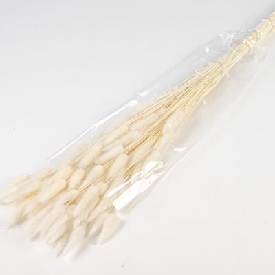 <h4>Df Lagurus Bs 50g/70cm Bleach</h4>