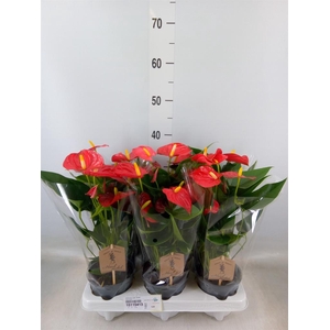 Anthurium andr. 'Esudo'