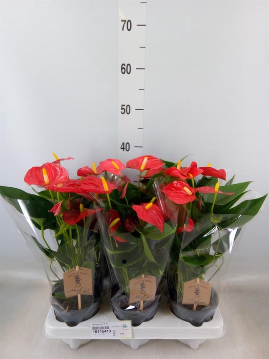<h4>Anthurium andr. 'Esudo'</h4>