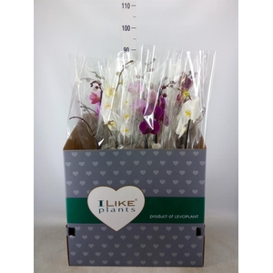 Phalaenopsis   ...mix