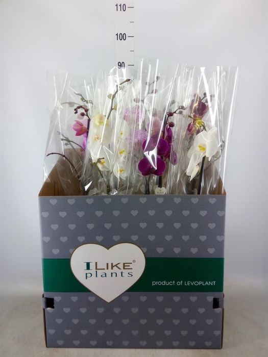 <h4>Phalaenopsis   ...mix</h4>