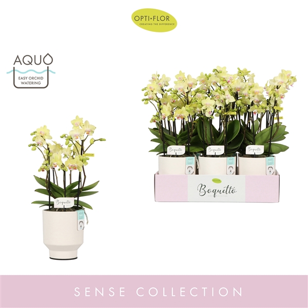 <h4>Boquetto Sensation 3-5 spike in Emilia White Aquo</h4>