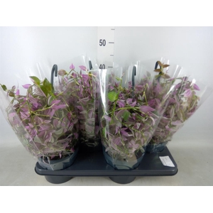 Tradescantia flum. 'Pink Hill'