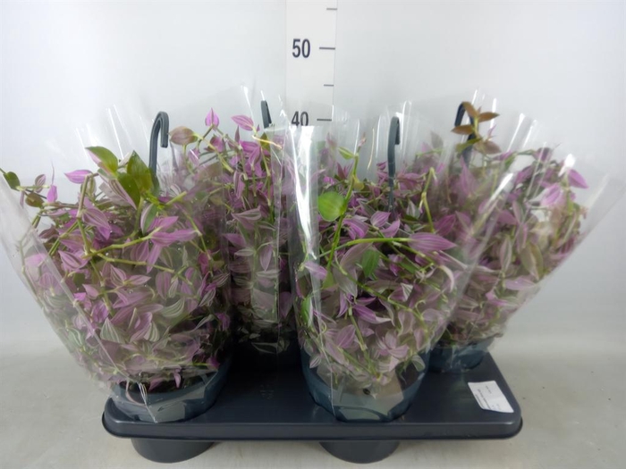 <h4>Tradescantia flum. 'Pink Hill'</h4>
