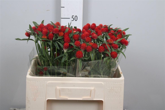 <h4>Gomph Gl Strawberry</h4>