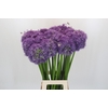 Allium Globemaster