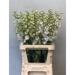 DELPH DU CENTU WHITE