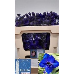 DELPH DU DELP H GLOR