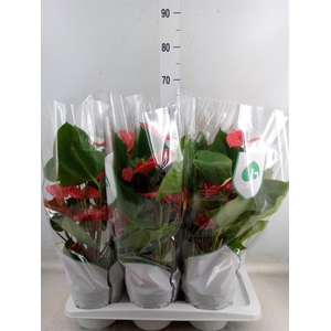 Anthurium andr. 'Madural'