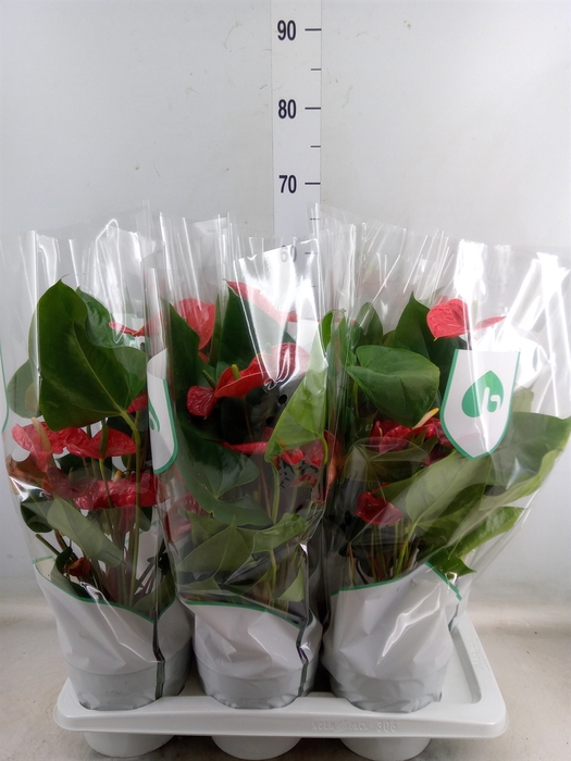 <h4>Anthurium andr. 'Madural'</h4>