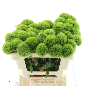 Di Barb Kiwi Mellow Extra