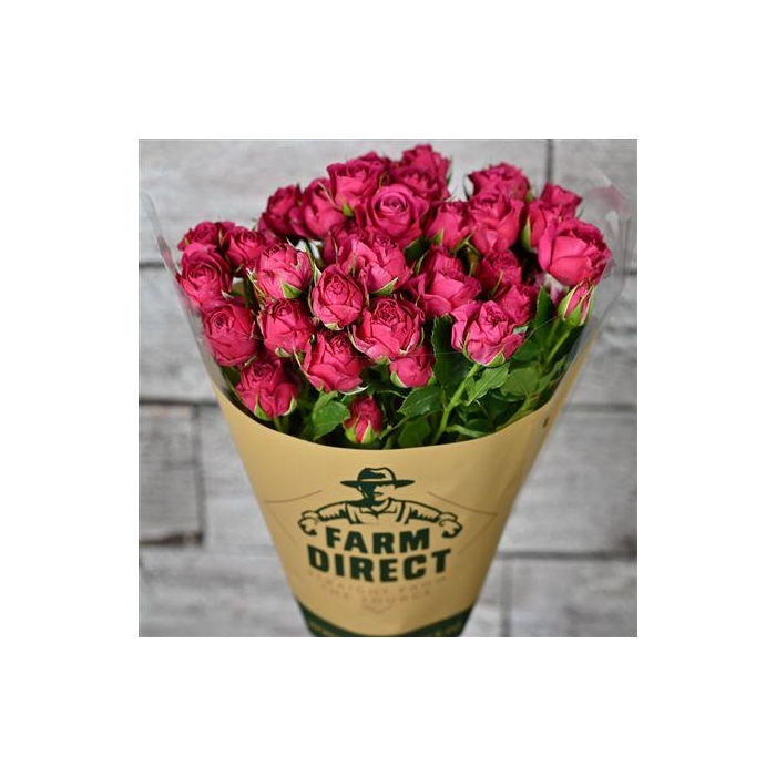 <h4>R Tr Cheyenne</h4>