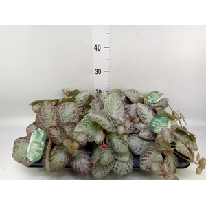 Episcia cupreata 'Tierra Plata'