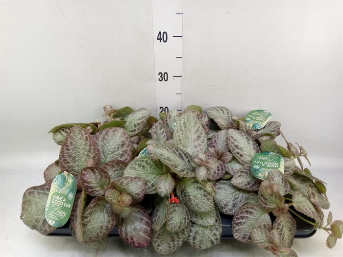 <h4>Episcia cupreata 'Tierra Plata'</h4>