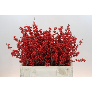 Ilex Rood
