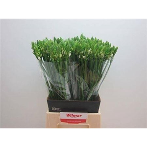 Ornit Thyrsoides 55cm