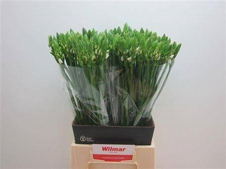 <h4>Ornit Thyrsoides 55cm</h4>