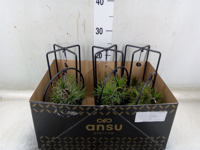 <h4>Tillandsia</h4>