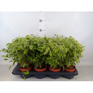 Ficus benja. 'Kinky'