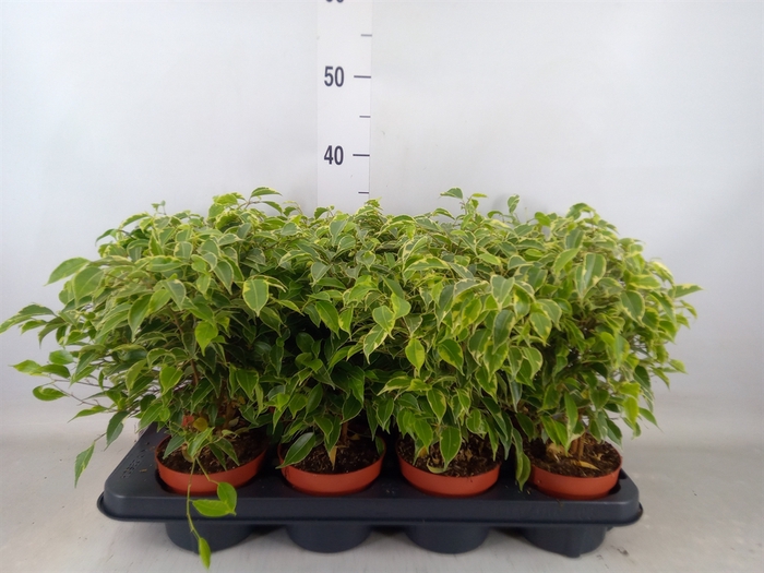<h4>Ficus benja. 'Kinky'</h4>