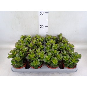 Crassula ovata 'Minor'