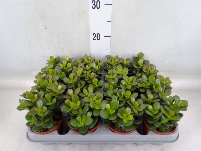 <h4>Crassula ovata 'Minor'</h4>