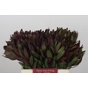 Leucadendron Saf Sunset Dark R.