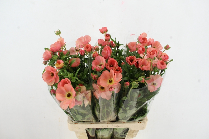 <h4>RAN MODERNA CAREZZA</h4>