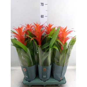 Guzmania  'Fiero Orange'