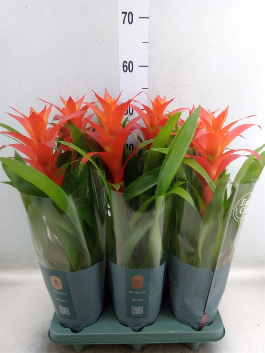<h4>Guzmania  'Fiero Orange'</h4>