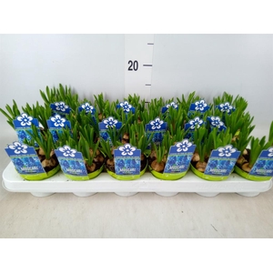 Muscari  'Magic Blue'