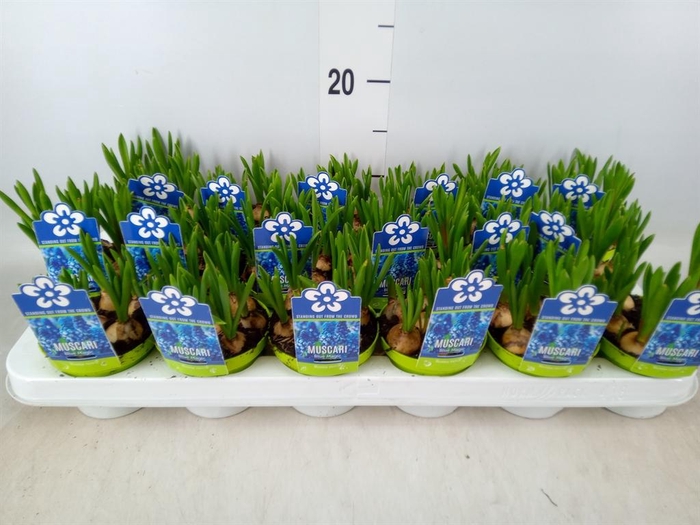 <h4>Muscari 'Magic Blue'</h4>