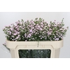 Aster Baby Pink Pearl
