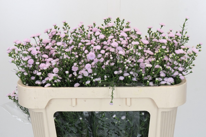 Aster Baby Pink Pearl