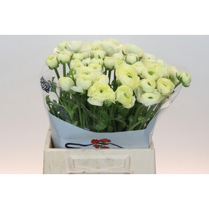 Ranunculus Elegance Creme