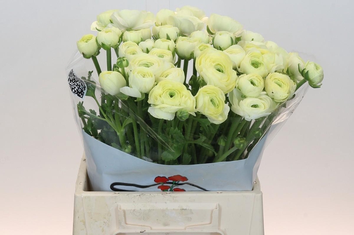 <h4>Ranunculus Elegance Creme</h4>