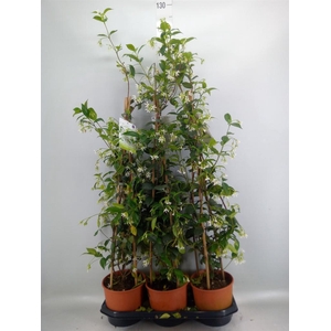 Trachelospermum jasm.
