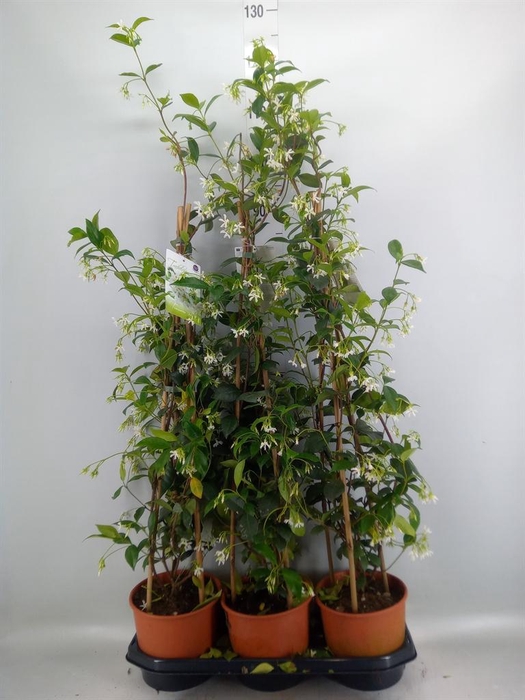 <h4>Trachelospermum jasm.</h4>