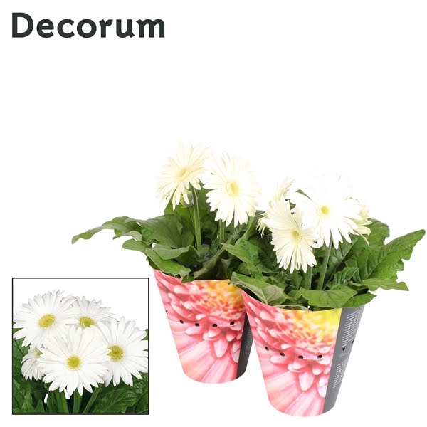 Gerbera 2-bl White Potcover