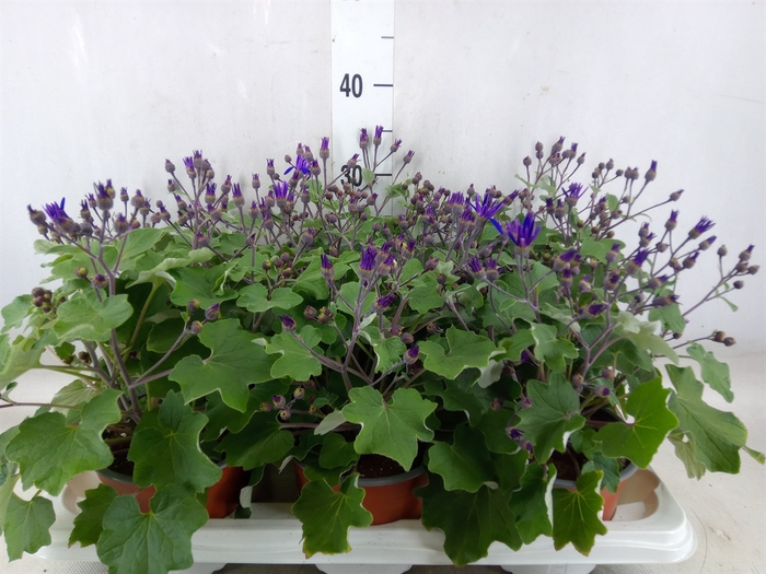 <h4>Pericallis CR 'Senetti Magenta'</h4>