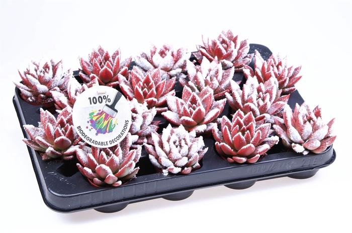 <h4>Echeveria  'Miranda'</h4>