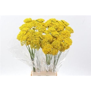 Achil F Park Variety Yellow 90cm
