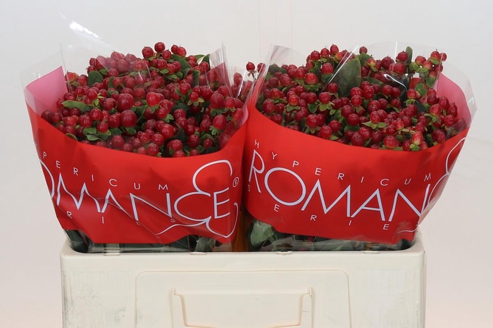 <h4>Hypericum Red Light Romance</h4>