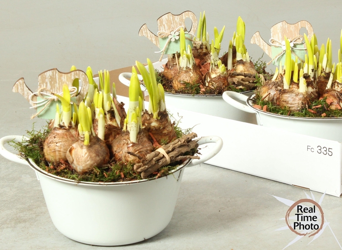 <h4>ARR NARCISSUS</h4>