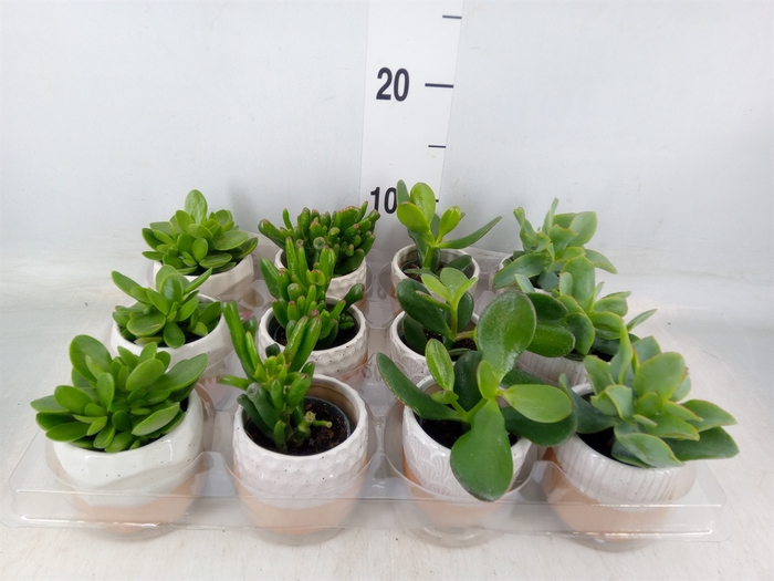 <h4>Arr.   Kamerplant Groen L%</h4>
