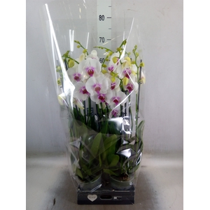 Phalaenopsis  'Red Lips'