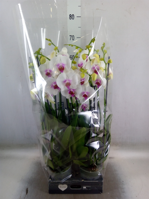 <h4>Phalaenopsis  'Red Lips'</h4>