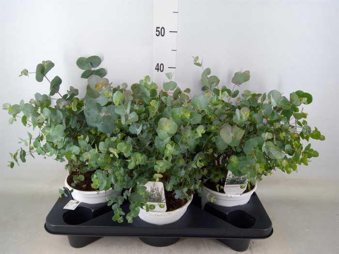 <h4>Eucalyptus</h4>