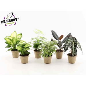 Groenmix in pulppot en pulptray