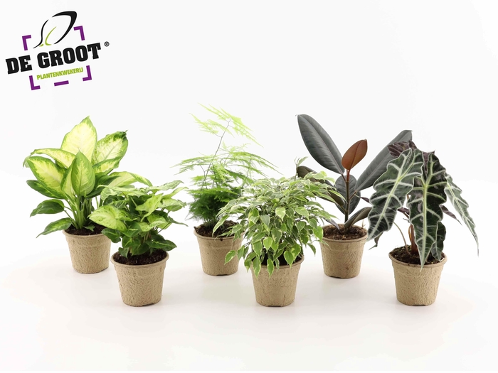 <h4>Groenmix in pulppot en pulptray</h4>